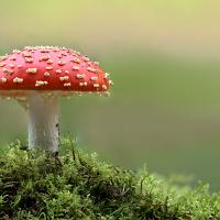 Fly Agaric 4 